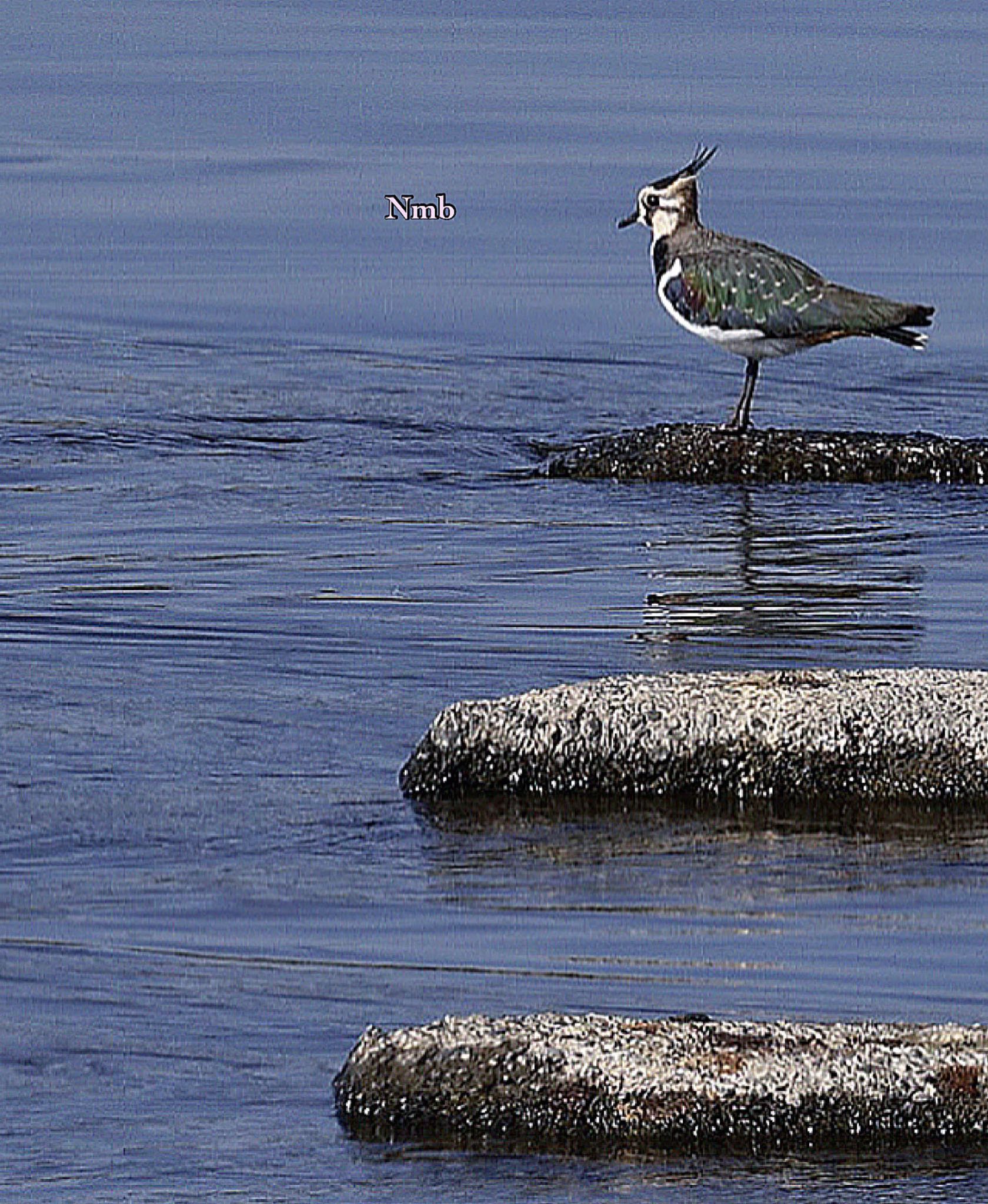 Photo of Northern Lapwing at  by soul.number.358