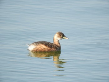 2023年11月5日(日) 木津川市の野鳥観察記録