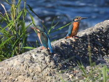 Common Kingfisher 多摩川左岸 Sat, 11/4/2023