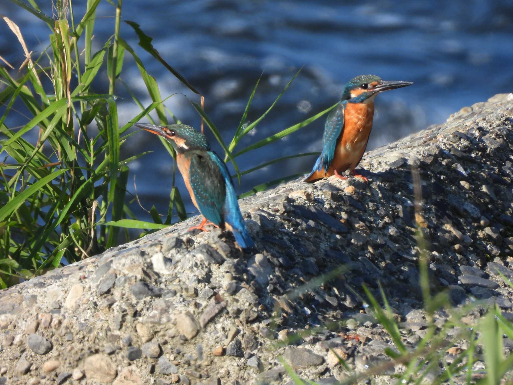 Photo of Common Kingfisher at 多摩川左岸 by amy