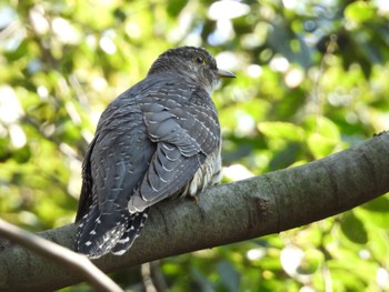 Fri, 11/3/2023 Birding report at 芝川第一調節池(芝川貯水池)