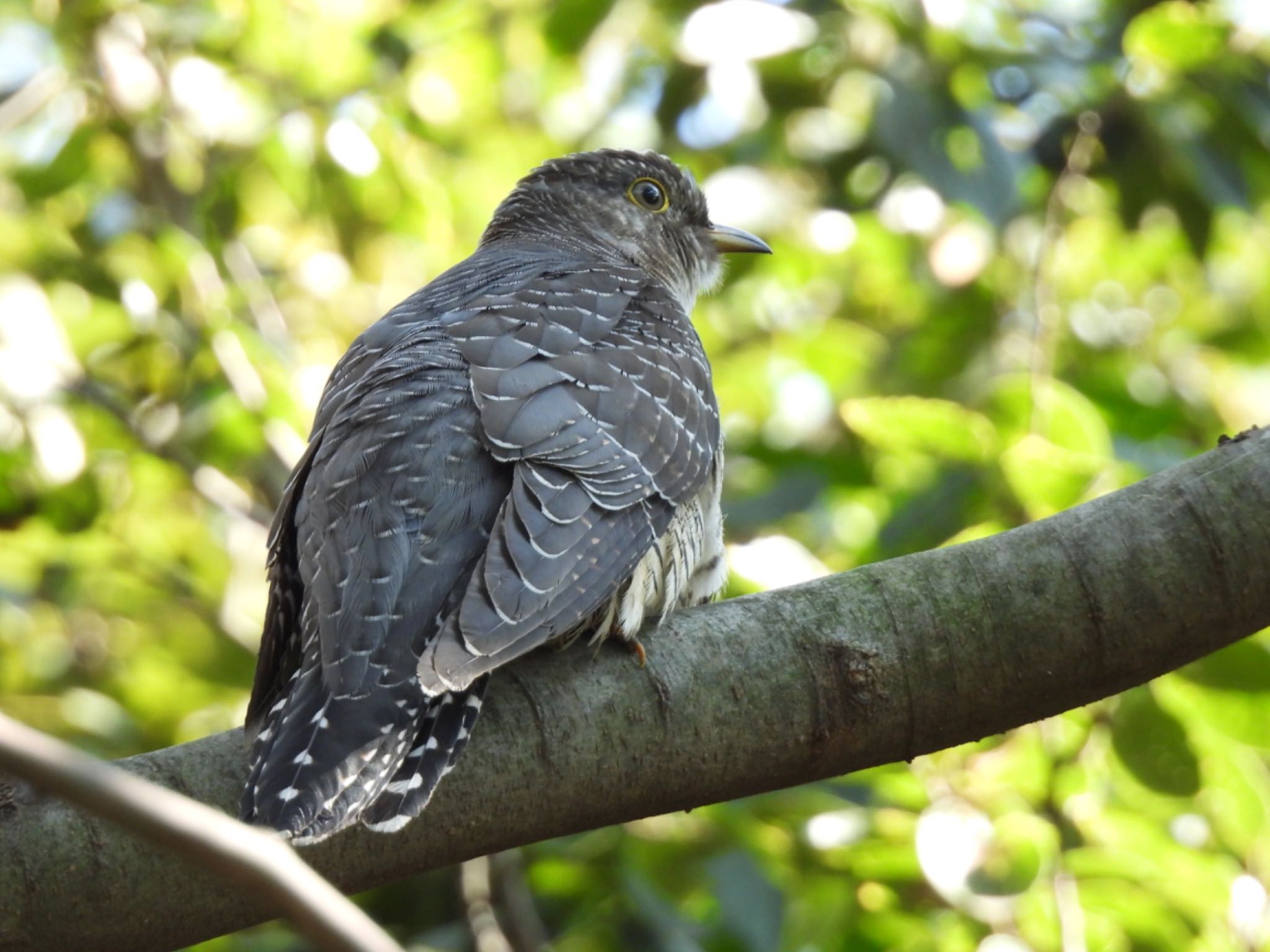 Photo of Common Cuckoo at 芝川第一調節池(芝川貯水池) by 鳥散歩