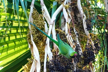 Rose-ringed Parakeet Fort DeRussy Beach Park Mon, 10/30/2023