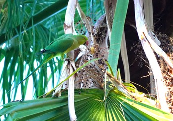 Rose-ringed Parakeet Fort DeRussy Beach Park Mon, 10/30/2023