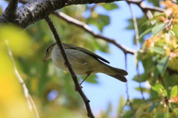 Japanese Leaf Warbler 河蹟湖公園 Sun, 11/5/2023