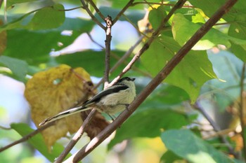 Long-tailed Tit 河蹟湖公園 Sun, 11/5/2023