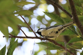 Japanese Tit 河蹟湖公園 Sun, 11/5/2023