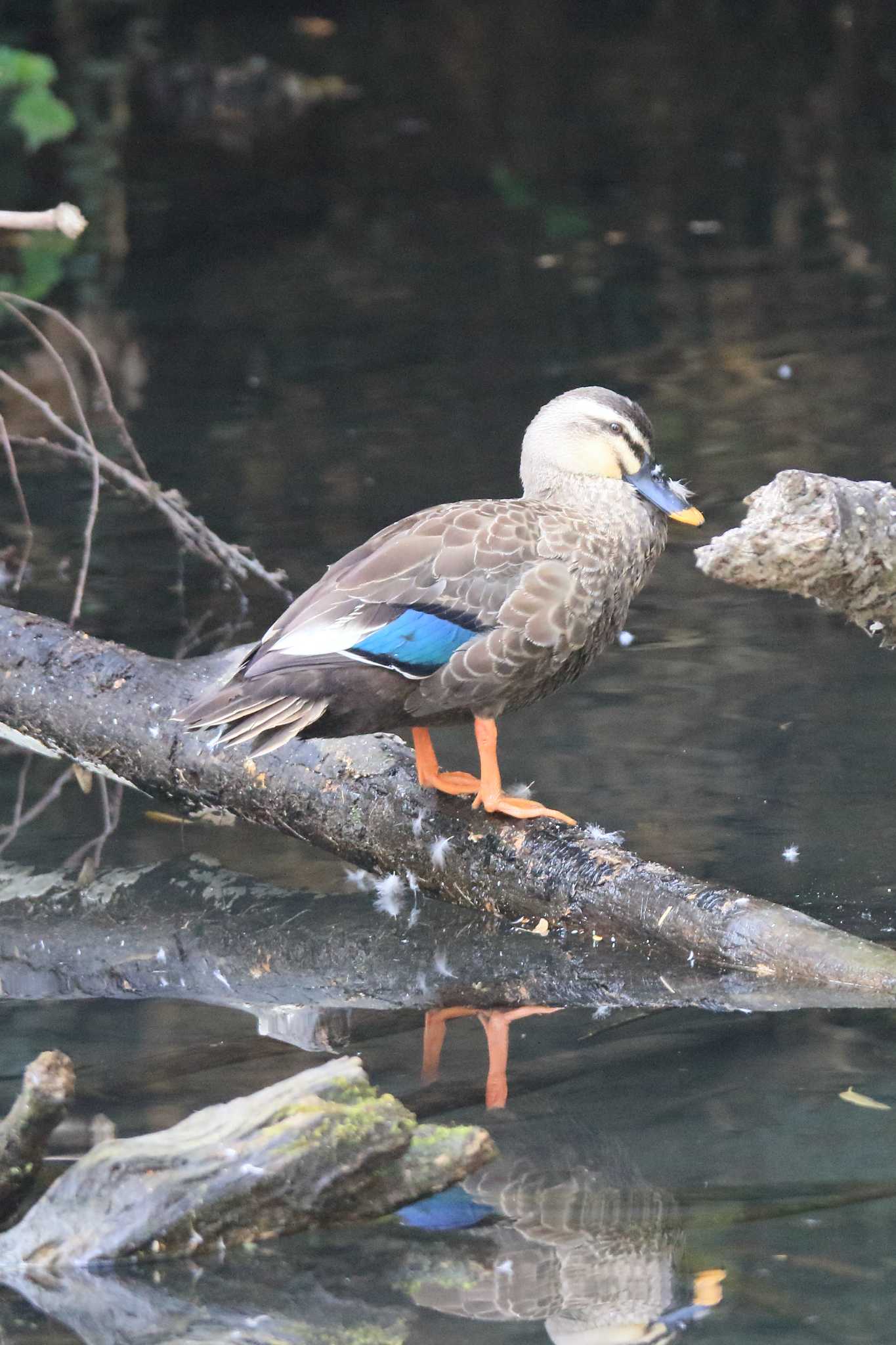 河蹟湖公園 カルガモの写真 by ごろう