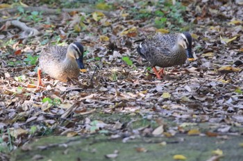 Eastern Spot-billed Duck 河蹟湖公園 Sun, 11/5/2023