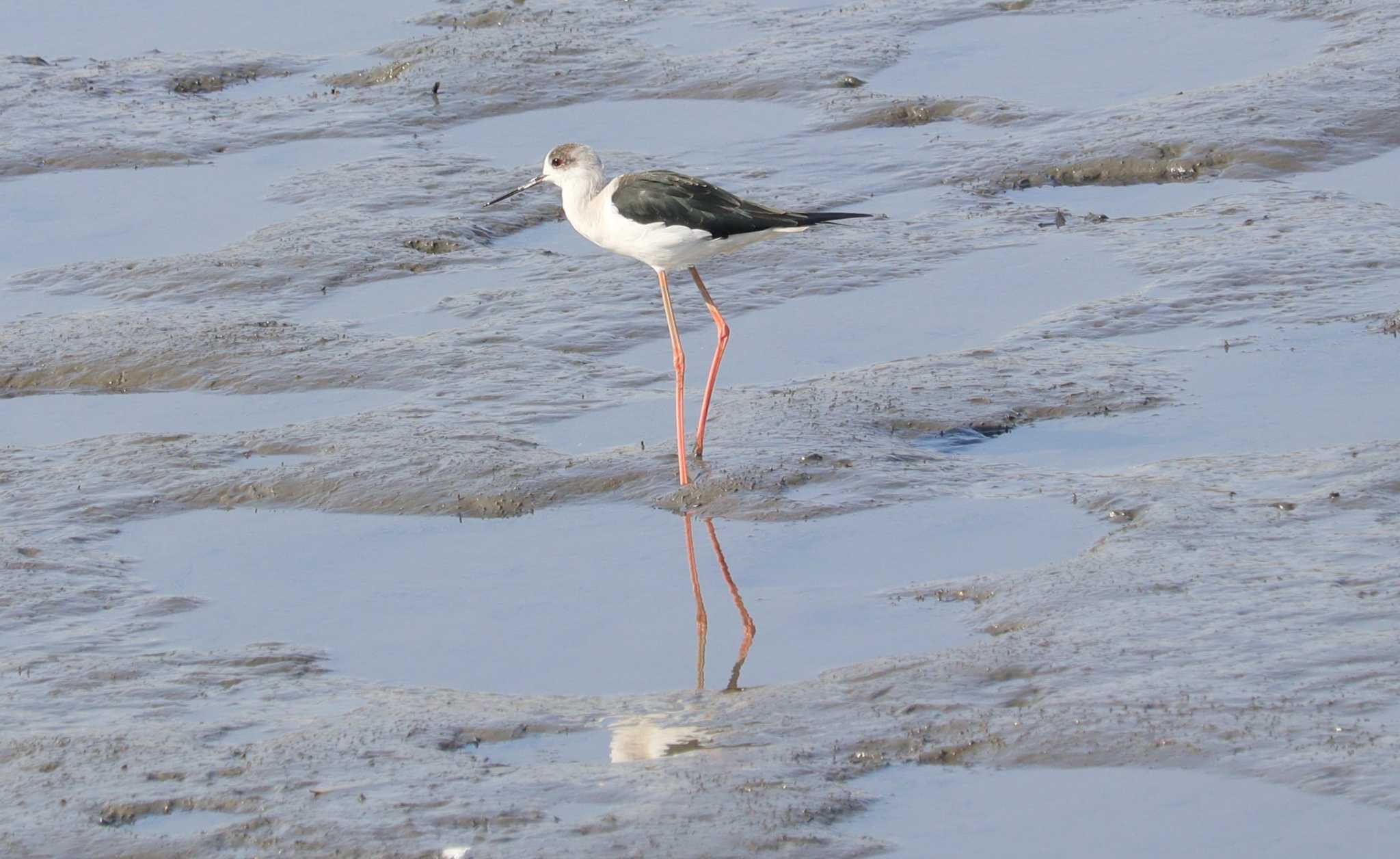 Black-winged Stilt