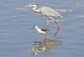 2023年11月2日(木) 土留木川河口(東海市)の野鳥観察記録