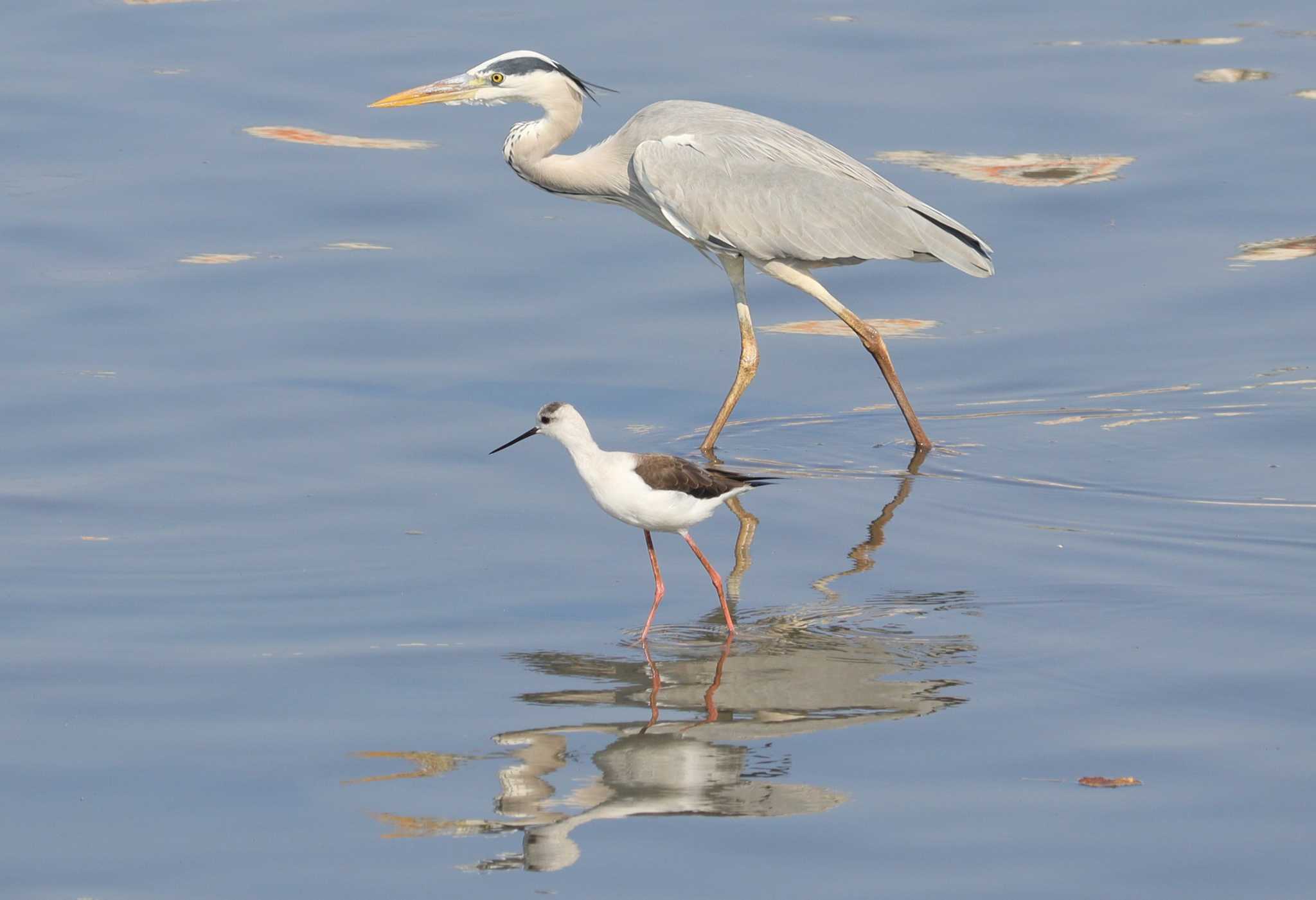 Grey Heron