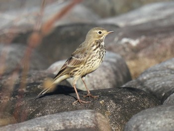 Water Pipit 狭山湖堤防 Wed, 10/18/2023