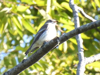 Grey-streaked Flycatcher 航空公園 Mon, 10/16/2023