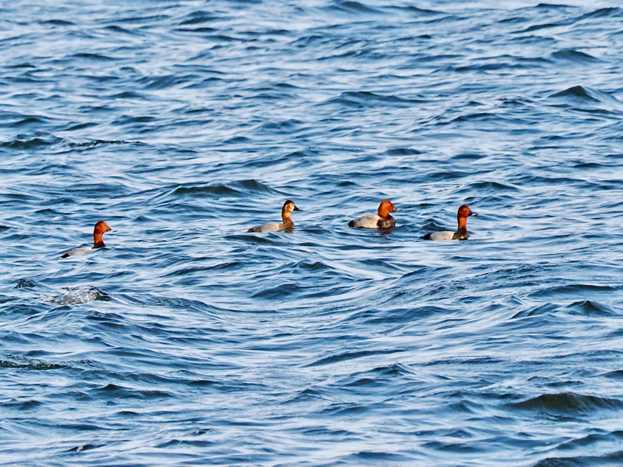 Common Pochard