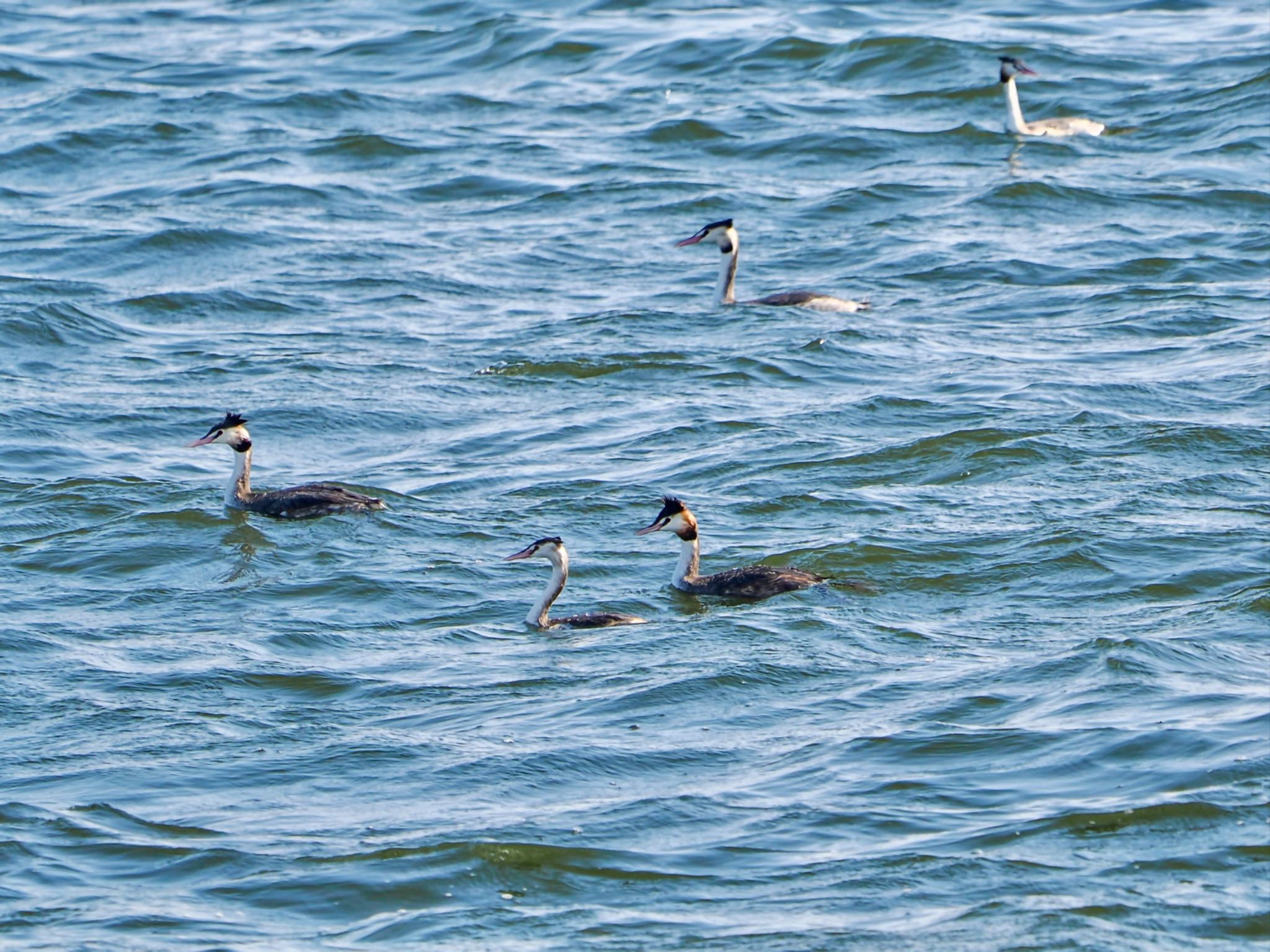 Great Crested Grebe