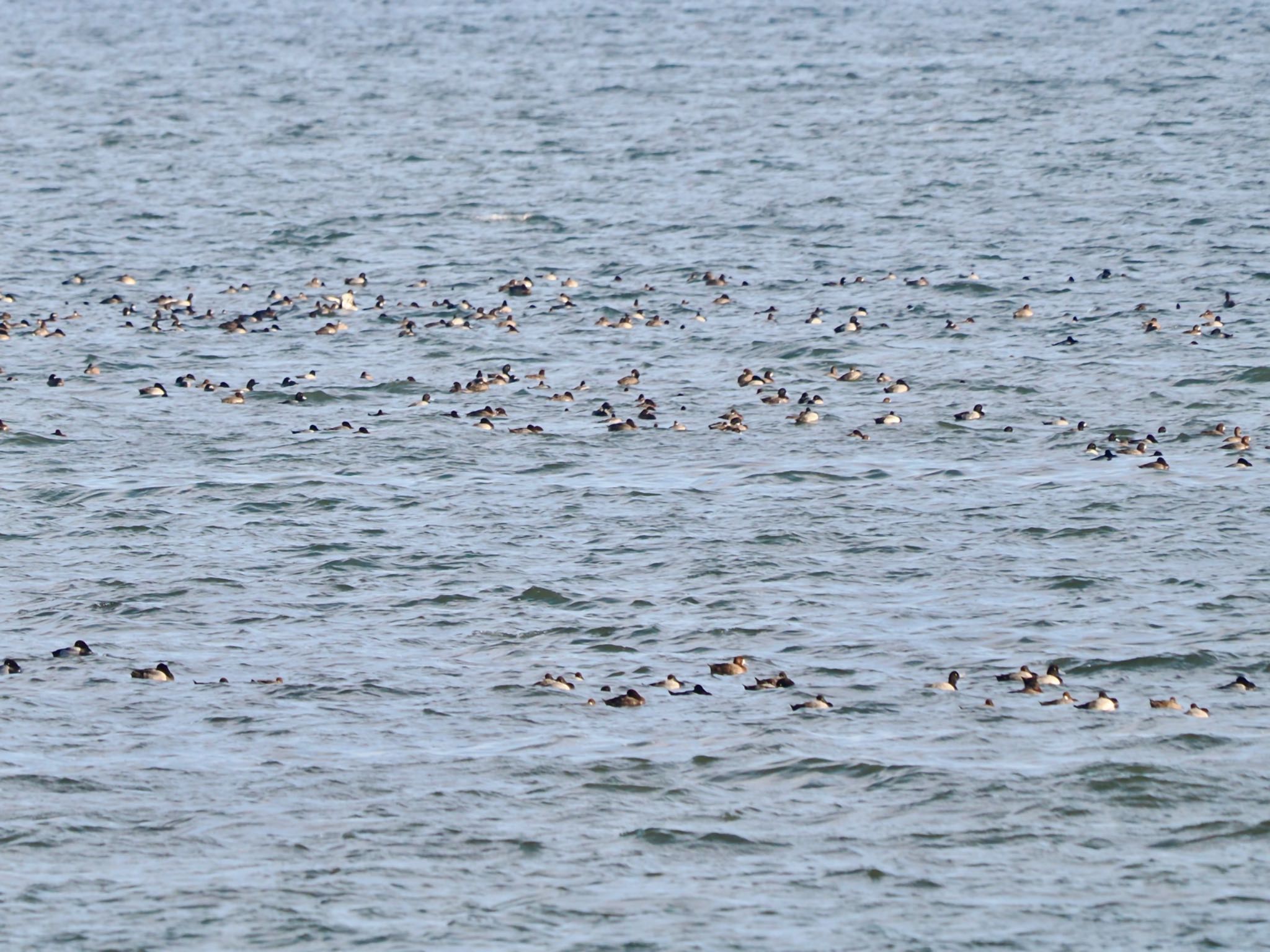 Greater Scaup