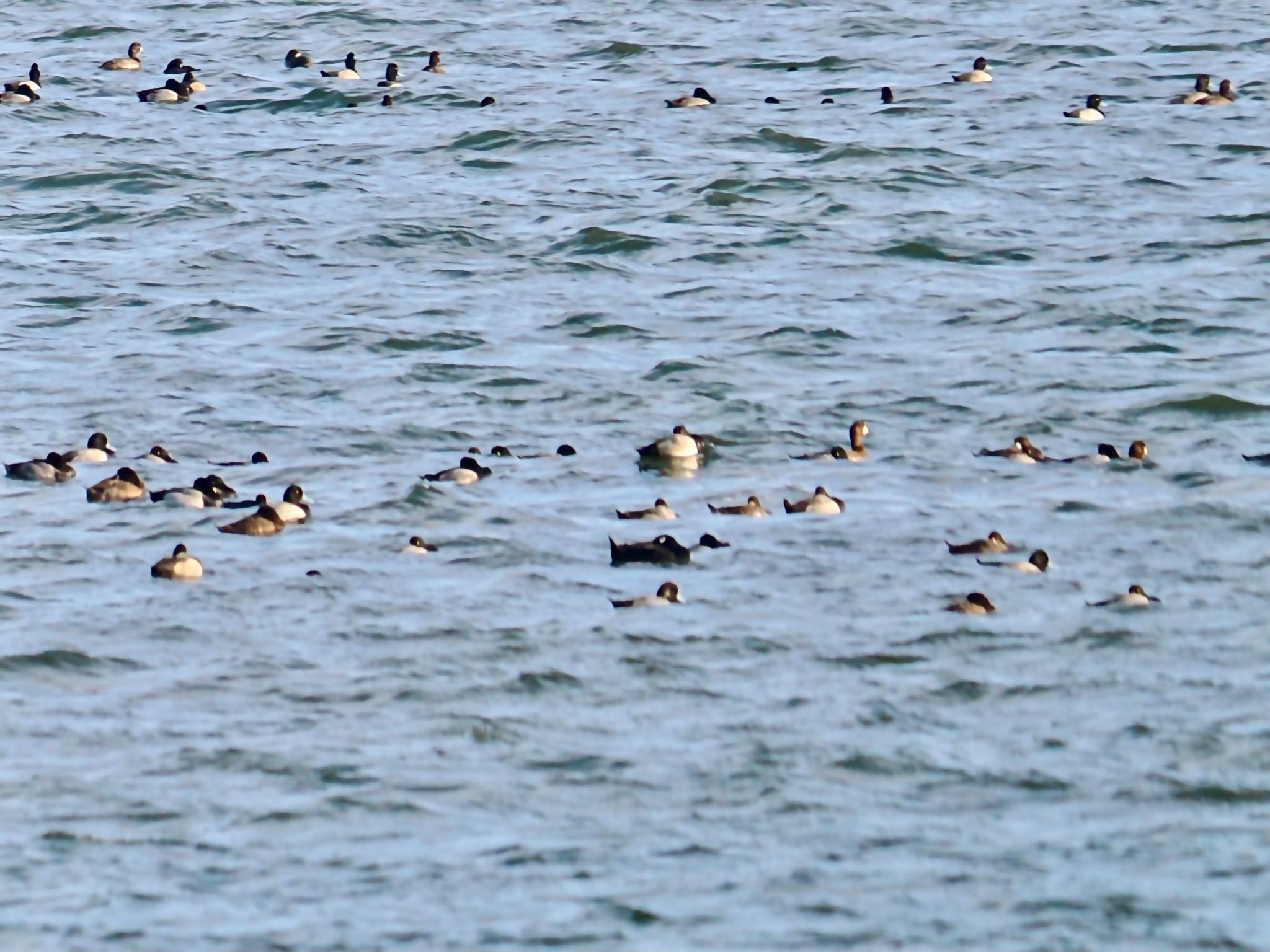 White-winged Scoter