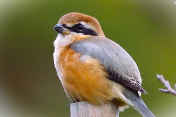 Bull-headed Shrike Machida Yakushiike Park Sun, 11/5/2023