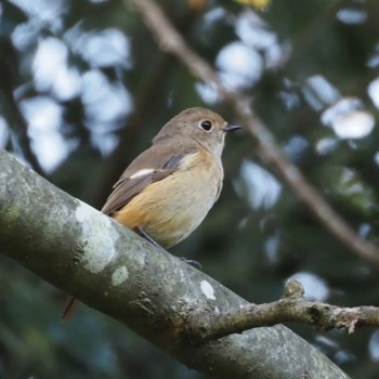 Daurian Redstart 摩耶山 Unknown Date