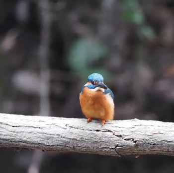 Common Kingfisher 摩耶山 Unknown Date