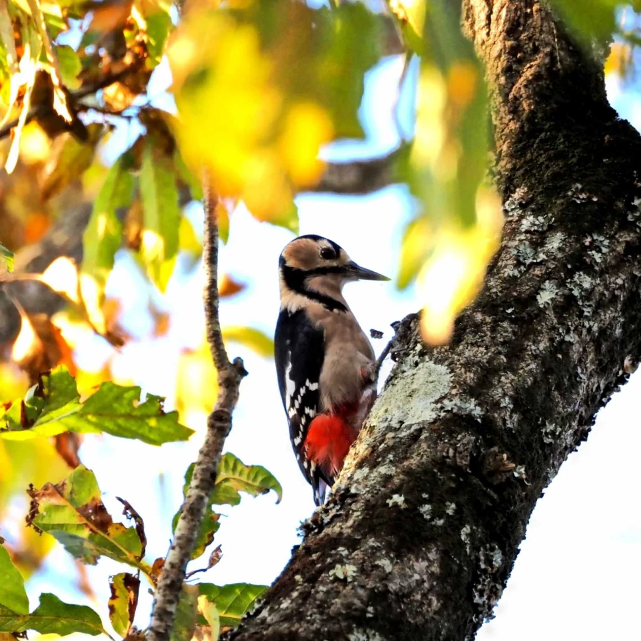 Photo of Great Spotted Woodpecker at 摩耶山 by 摩耶山55