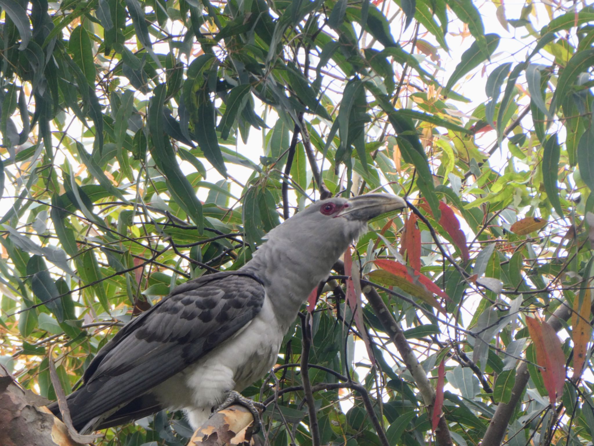 Royal Botanic Gardens Sydney オオオニカッコウの写真 by Maki