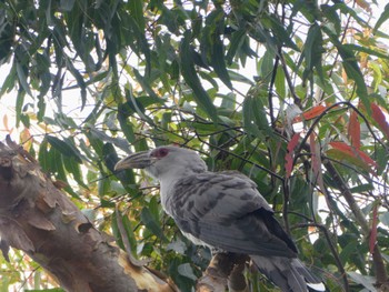 Channel-billed Cuckoo Royal Botanic Gardens Sydney Sat, 10/28/2023