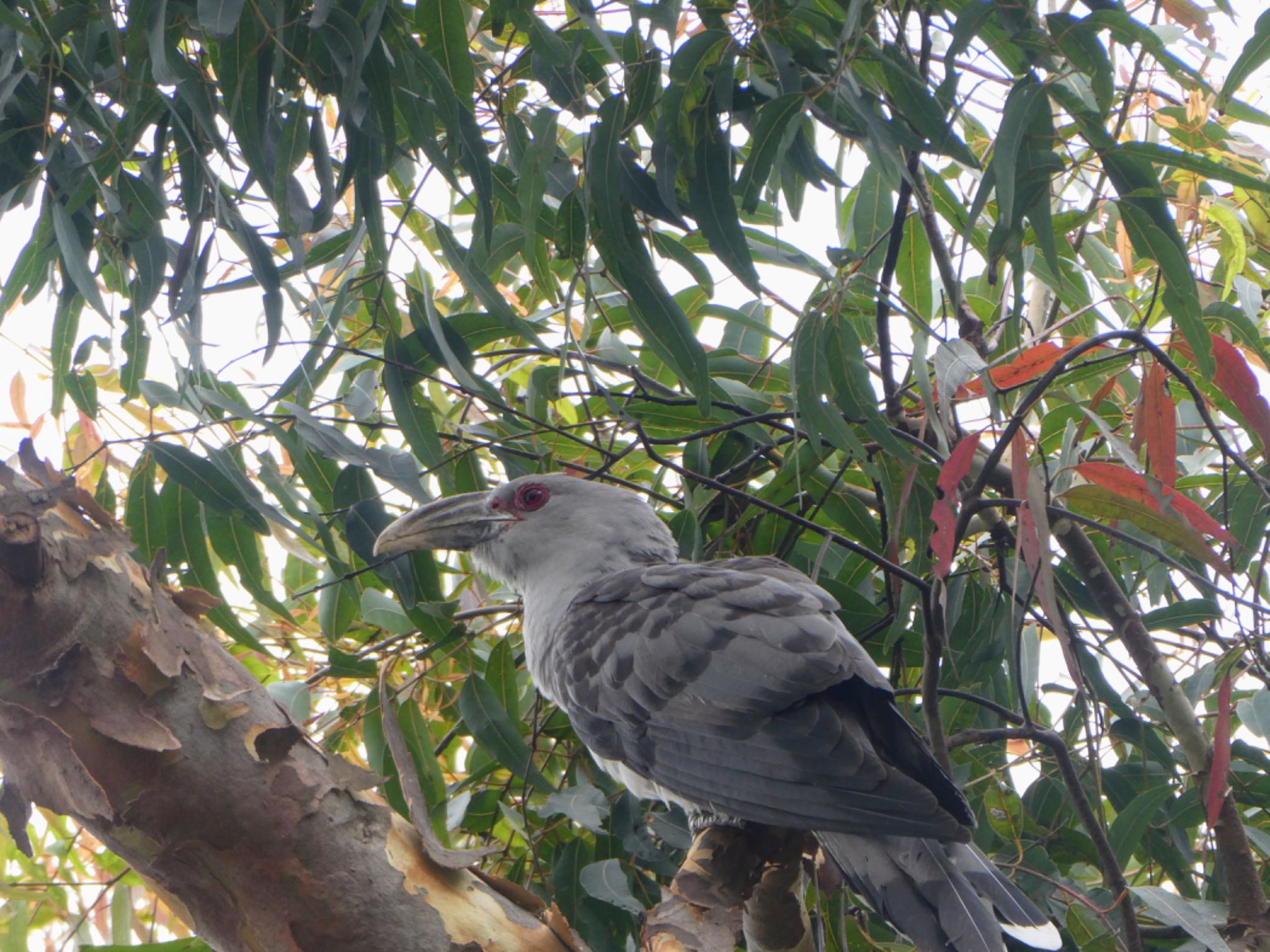 Photo of Channel-billed Cuckoo at Royal Botanic Gardens Sydney by Maki