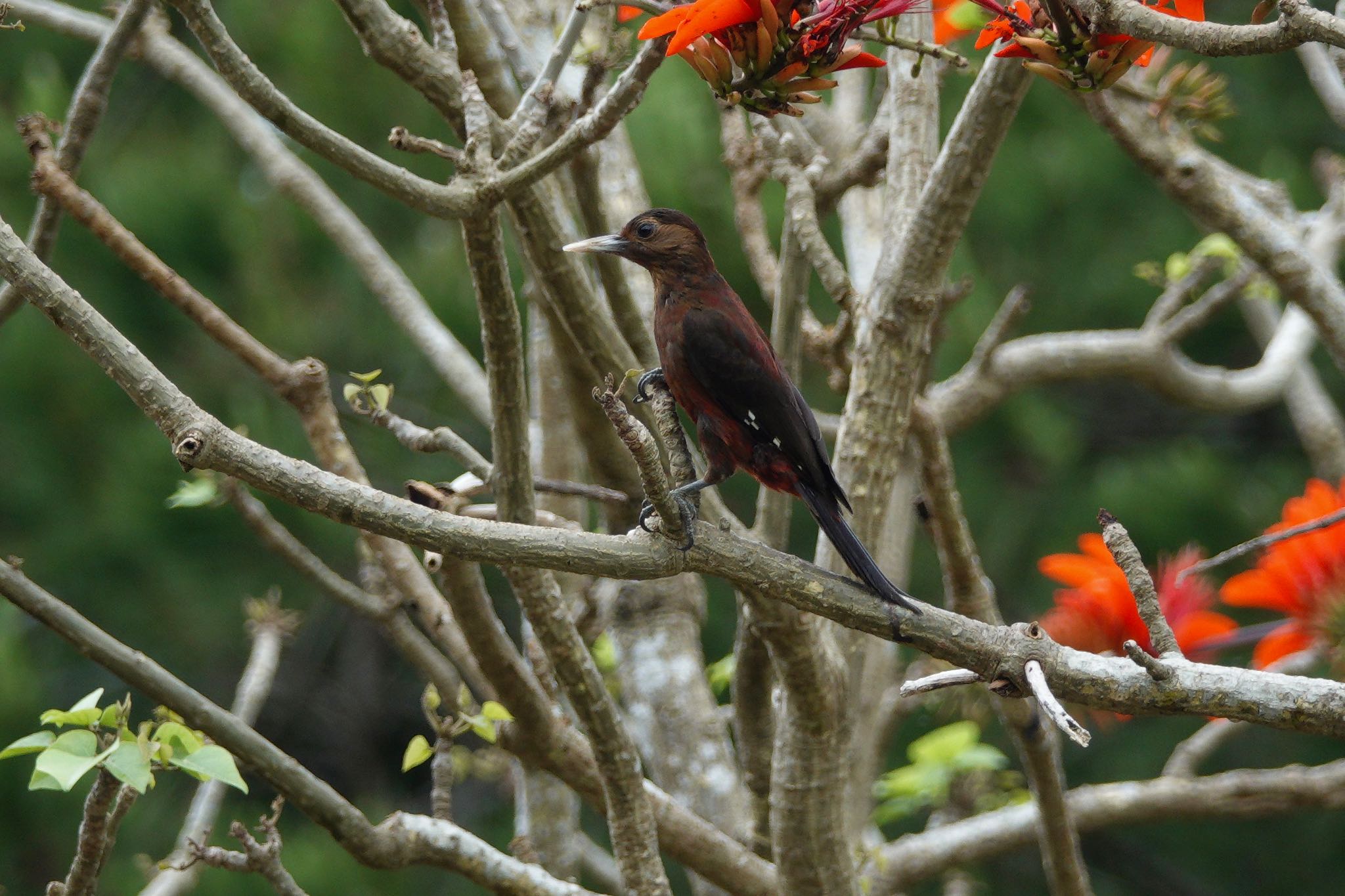 Okinawa Woodpecker