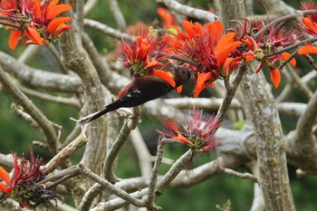 Okinawa Woodpecker 沖縄県 Thu, 5/11/2023