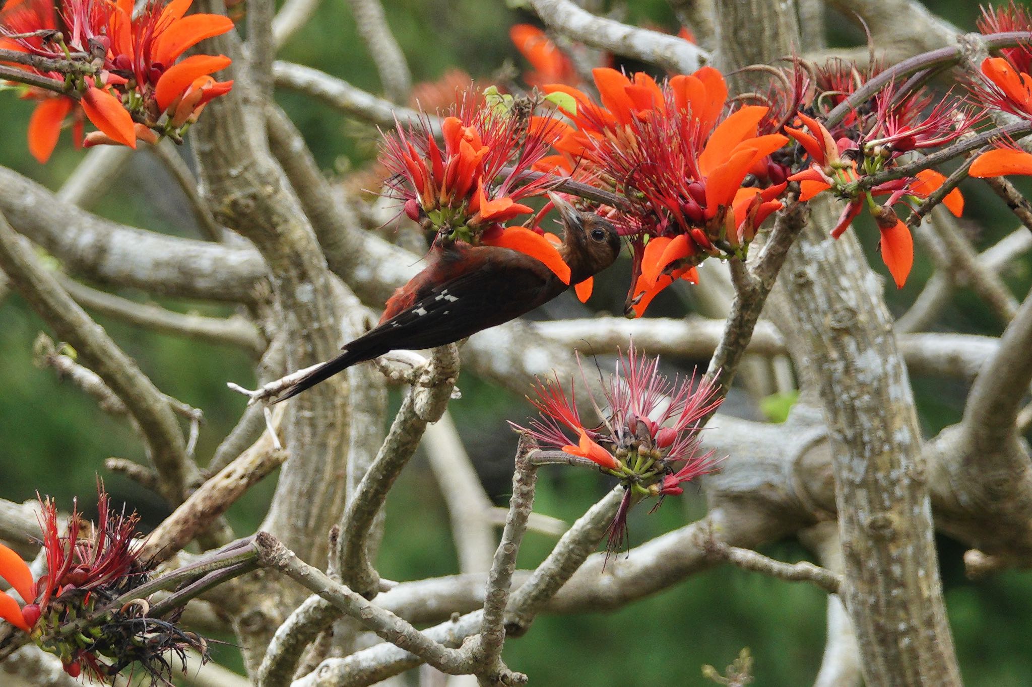 Okinawa Woodpecker