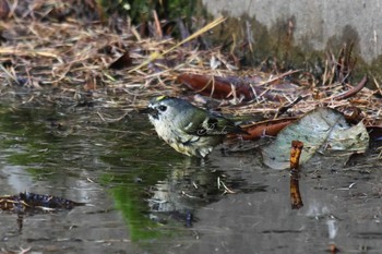 キクイタダキ 河口湖 2023年10月21日(土)