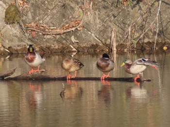 Mallard 伊豆野せせらぎ公園(宮城県) Fri, 11/3/2023