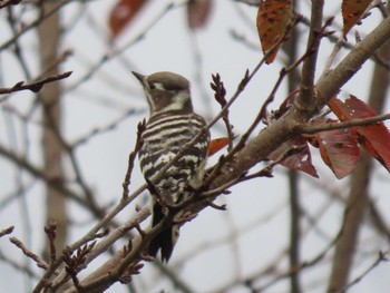 Japanese Pygmy Woodpecker 自宅周辺(宮城県) Sat, 11/4/2023