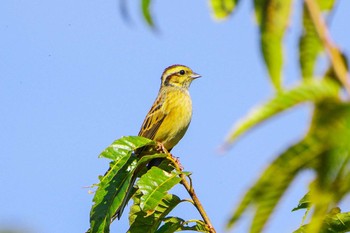 Meadow Bunting 神奈川県自然環境保全センター Fri, 10/27/2023