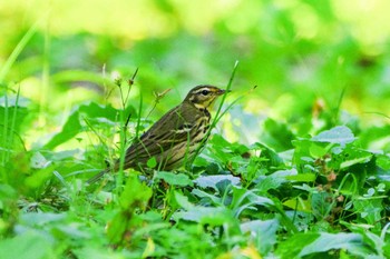 Olive-backed Pipit 神奈川県自然環境保全センター Fri, 10/27/2023