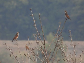 2023年11月5日(日) 芝川第一調節池(芝川貯水池)の野鳥観察記録