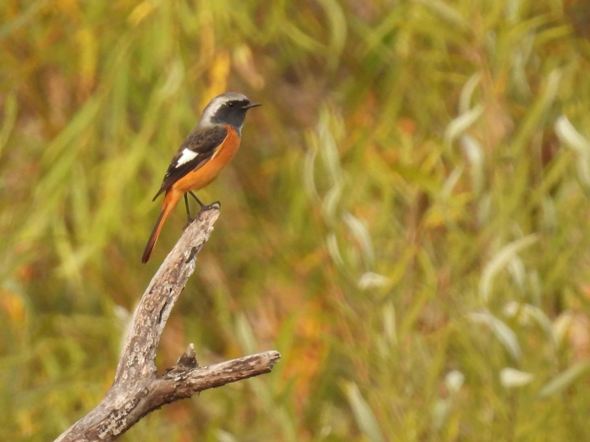 Daurian Redstart