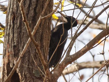 2023年11月5日(日) 盤渓川(盤渓2号橋〜盤沢砂防ダム付近)の野鳥観察記録