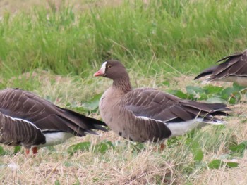 Lesser White-fronted Goose 宮城県登米市 Sun, 11/5/2023