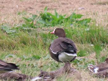 Lesser White-fronted Goose 宮城県登米市 Sun, 11/5/2023