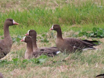 Lesser White-fronted Goose 宮城県登米市 Sun, 11/5/2023