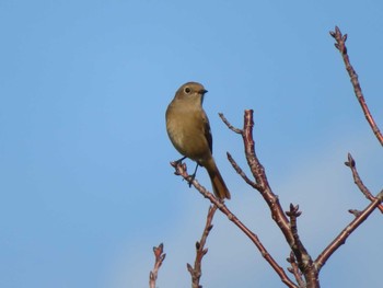 Daurian Redstart 爪木崎 Sat, 11/4/2023