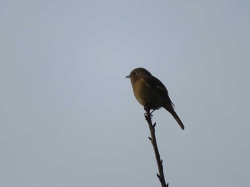 Daurian Redstart 爪木崎 Sat, 11/4/2023