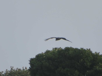 Black Kite 爪木崎 Sun, 11/5/2023