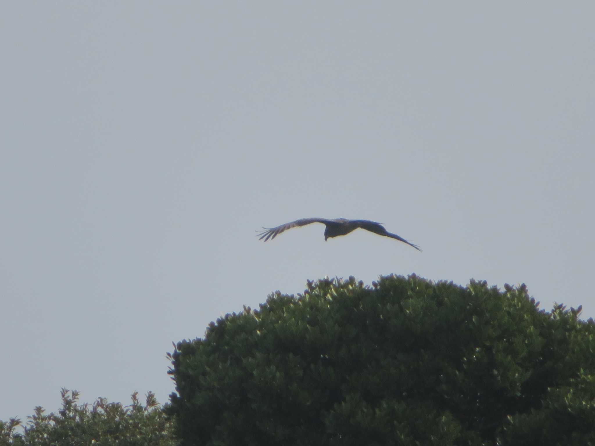 Photo of Black Kite at 爪木崎 by KAT