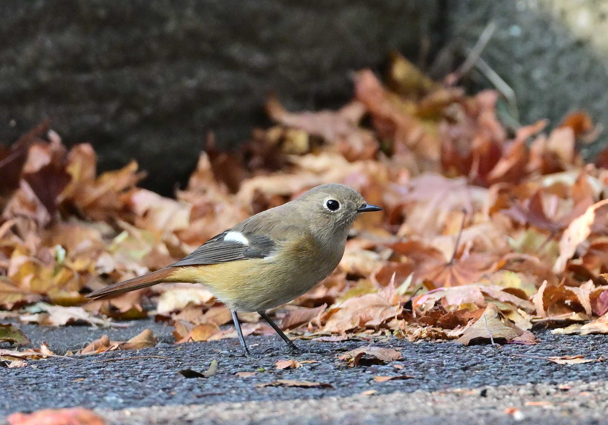 山中湖 ジョウビタキの写真 by 塩コンブ