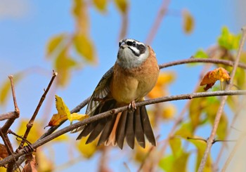 2023年11月5日(日) 山中湖の野鳥観察記録