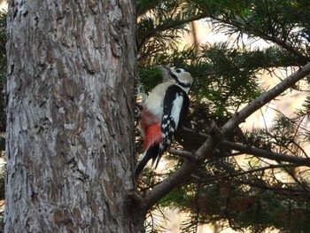 2023年11月5日(日) 真駒内公園の野鳥観察記録